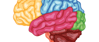 brain image