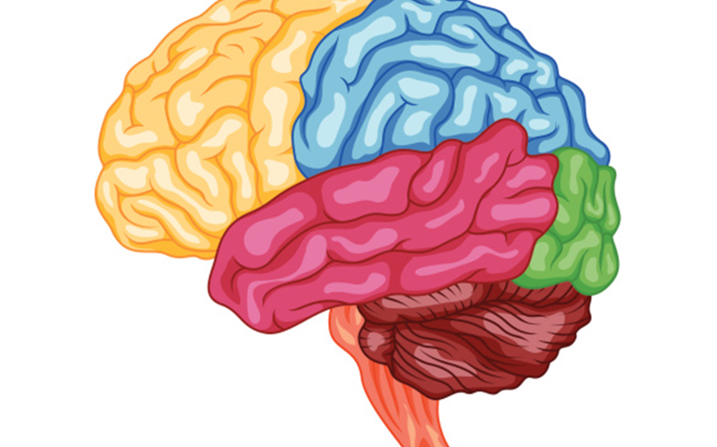 brain image