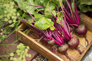 beets