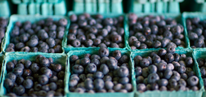 blueberries