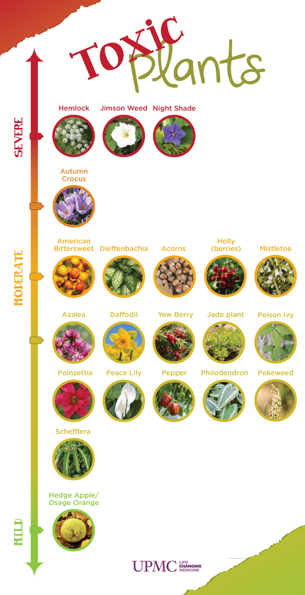 ToxicPlants.png