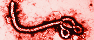 ebola