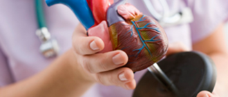 heart model
