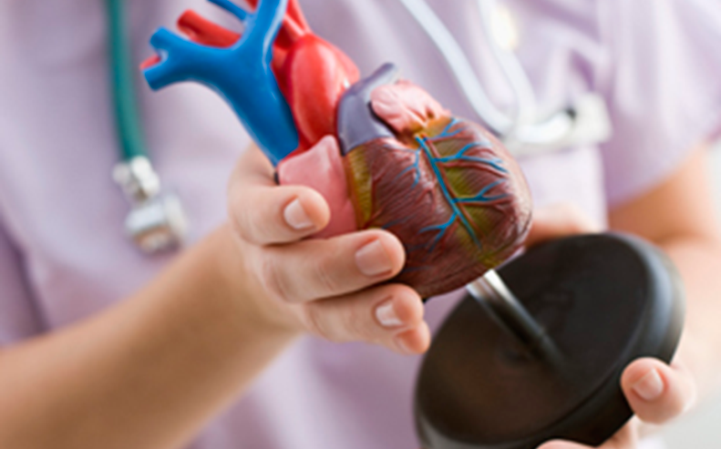 heart model