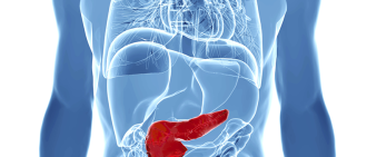 pancreas