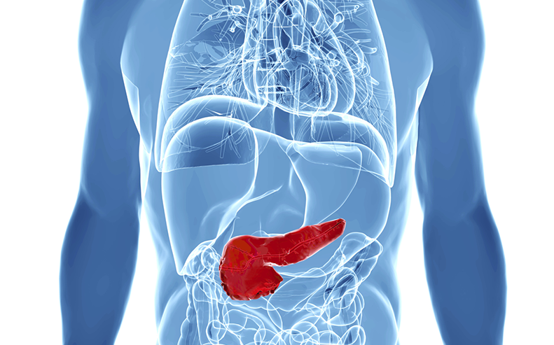 pancreas