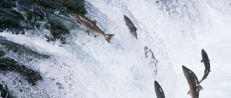 wild salmon