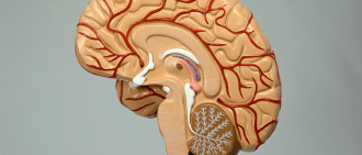 model of brain