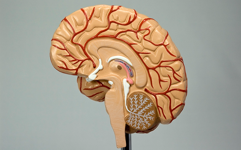 model of brain