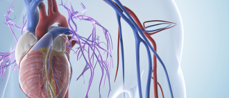 circulatory system