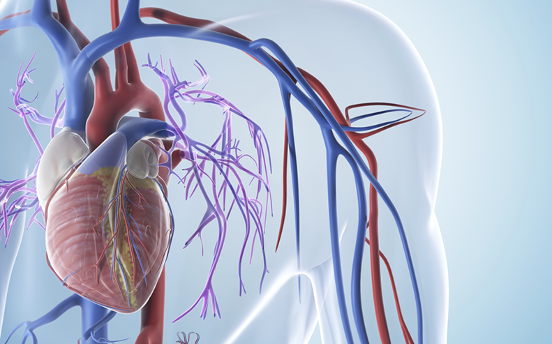 circulatory system