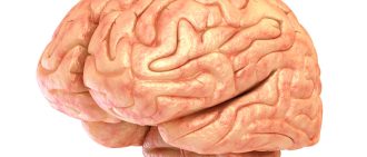 cerebellum