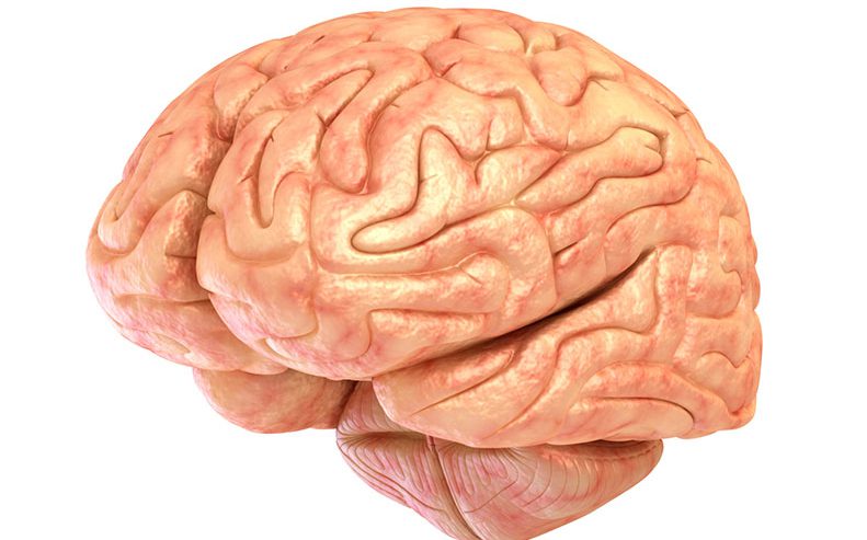 cerebellum