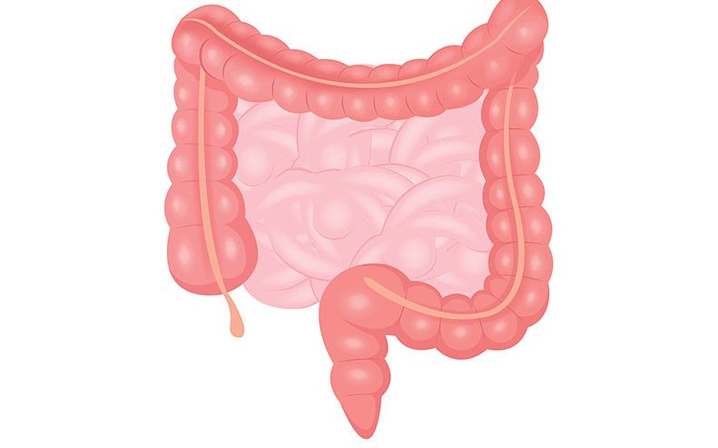 intestines