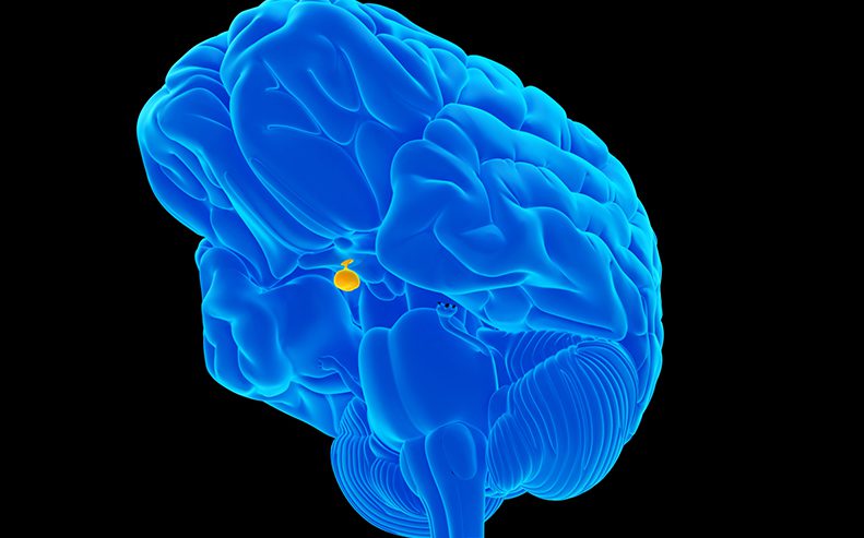 pituitary gland