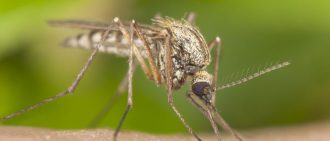 mosquito
