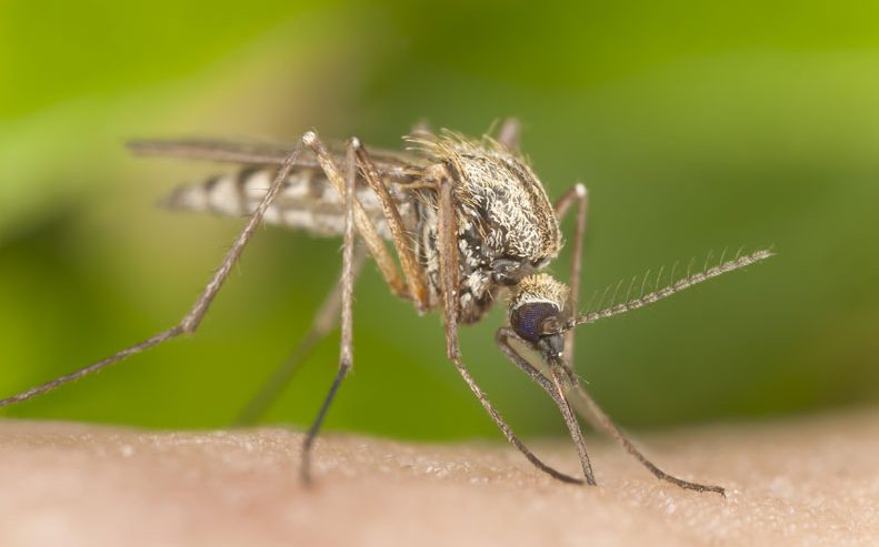 mosquito