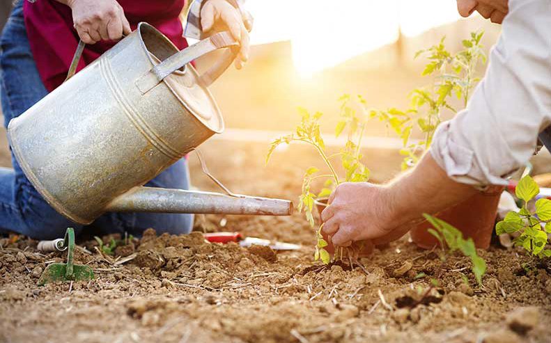two people gardening