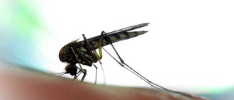 Learn about these common Zika virus facts and myths