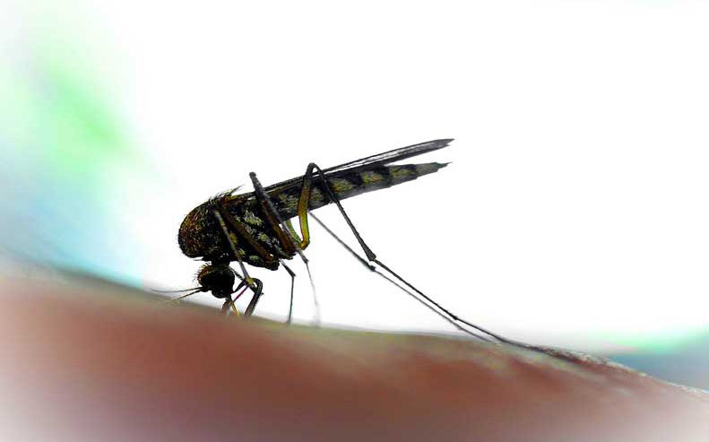 Learn about these common Zika virus facts and myths