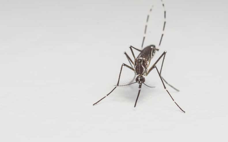 Learn more about a potential Zika virus vaccine