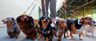 Dogs and heart health