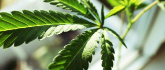 Learn more about medical marijuana