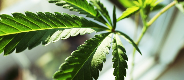 Learn more about medical marijuana