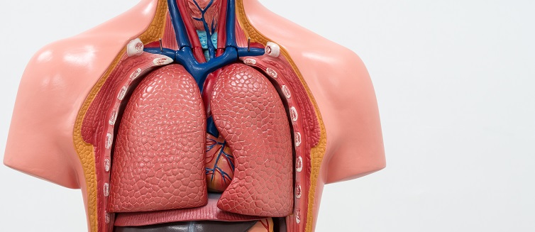 Learn more about Ex Vivo lung perfusion.