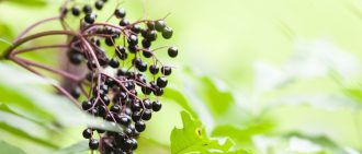 elderberries