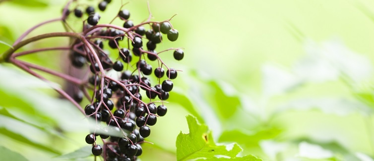 elderberries