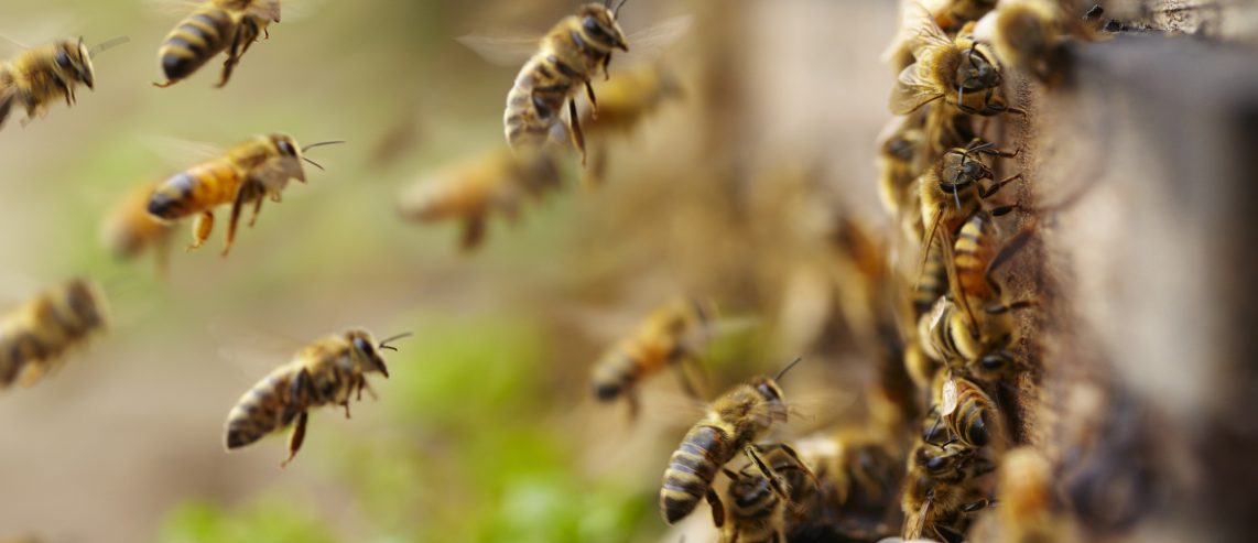 honey bees flying