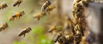 honey bees flying