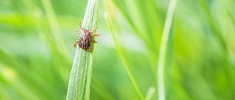 Lyme Borreliosis Disease