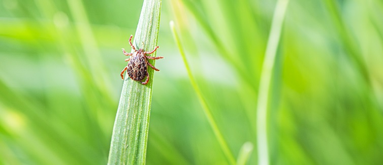 Lyme Borreliosis Disease